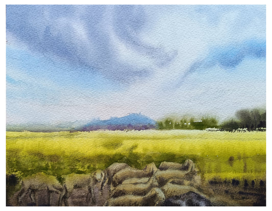 Pashmina Sheep, Kashmir.